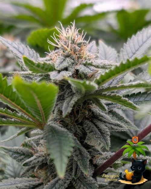 The Dreamy, Pineapple Dream - Catlife420. Week 13 - 1-17
Day 85
Day 39