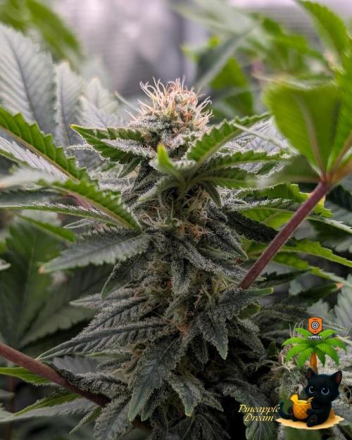 The Dreamy, Pineapple Dream - Catlife420. Week 13 - 1-17
Day 85
Day 39