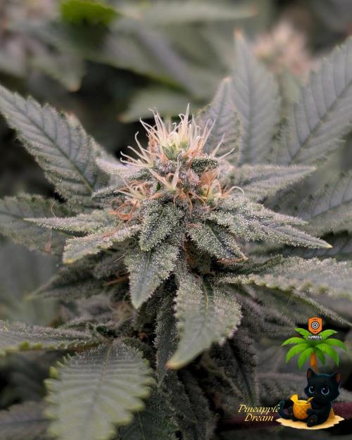 The Dreamy, Pineapple Dream - Catlife420. Week 13 - 1-17
Day 85
Day 39