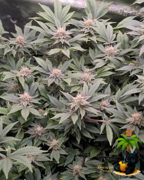 The Dreamy, Pineapple Dream - Catlife420. Week 13 - 1-20
Day 88
Day 42