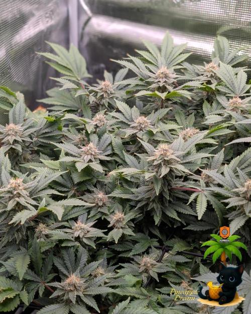 The Dreamy, Pineapple Dream - Catlife420. Week 13 - 1-20
Day 88
Day 42