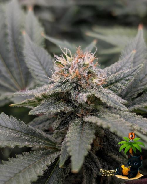 The Dreamy, Pineapple Dream - Catlife420. Week 13 - 1-20
Day 88
Day 42