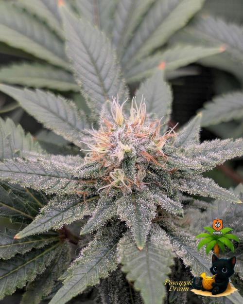 The Dreamy, Pineapple Dream - Catlife420. Week 13 - 1-20
Day 88
Day 42