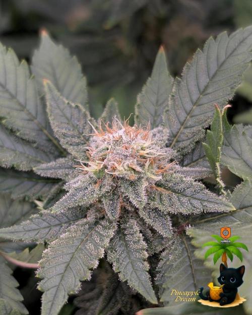 The Dreamy, Pineapple Dream - Catlife420. Week 13 - 1-20
Day 88
Day 42