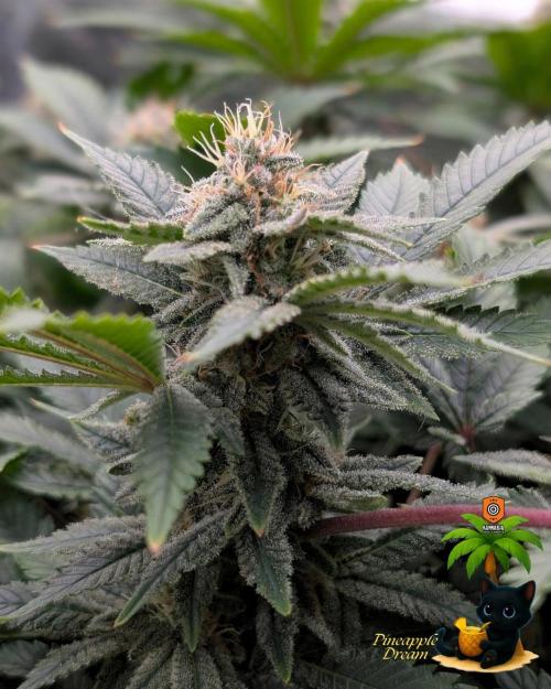The Dreamy, Pineapple Dream - Catlife420. Week 13 - 1-20
Day 88
Day 42