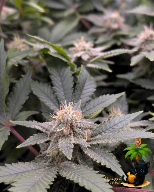 The Dreamy, Pineapple Dream - Catlife420. Week 13 - 1-20
Day 88
Day 42