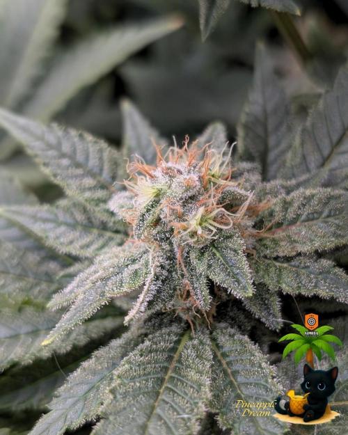 The Dreamy, Pineapple Dream - Catlife420. Week 13 - 1-20
Day 88
Day 42