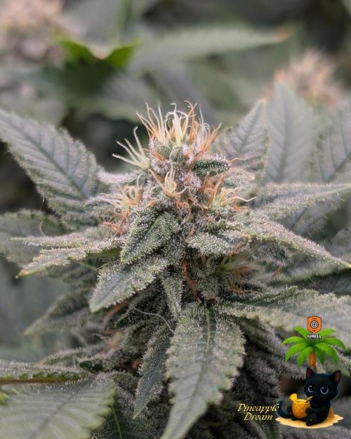The Dreamy, Pineapple Dream - Catlife420. Week 13 - 1-20
Day 88
Day 42