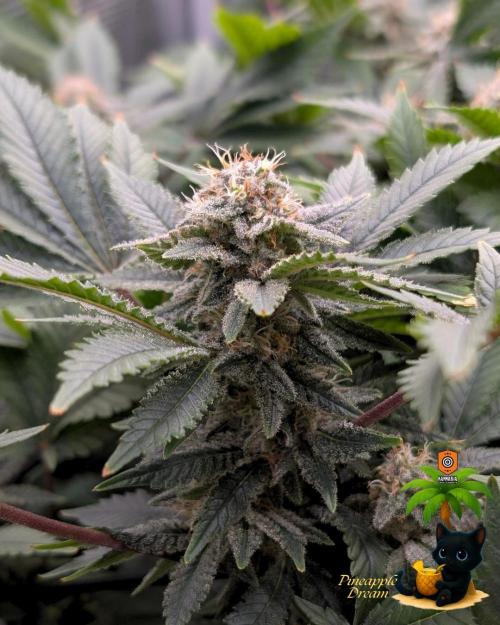 The Dreamy, Pineapple Dream - Catlife420. Week 13 - 1-23
Day 91
Day 45