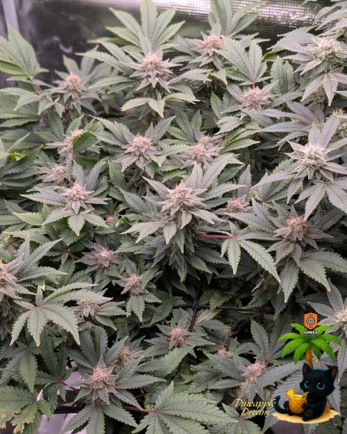 The Dreamy, Pineapple Dream - Catlife420. Week 13 - 1-23
Day 91
Day 45