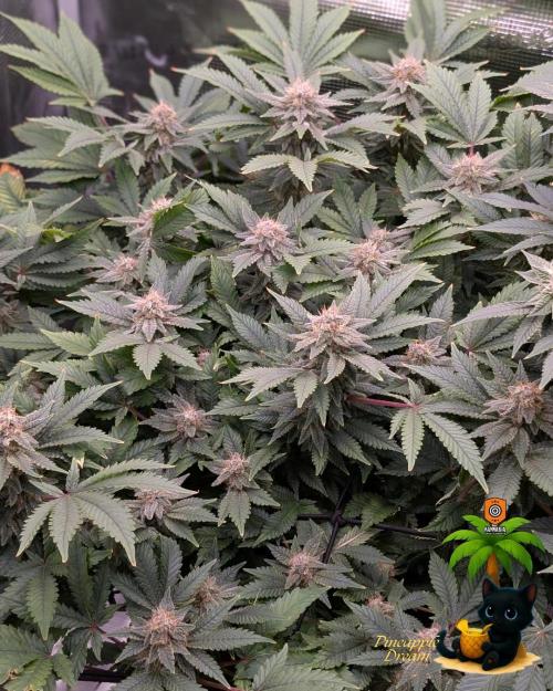 The Dreamy, Pineapple Dream - Catlife420. Week 13 - 1-23
Day 91
Day 45