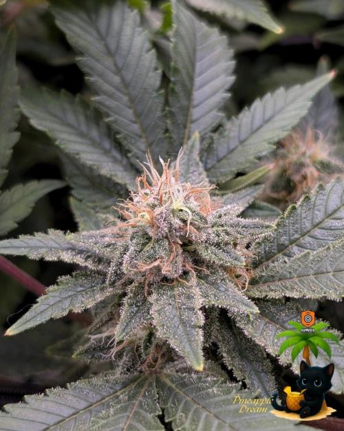 The Dreamy, Pineapple Dream - Catlife420. Week 13 - 1-23
Day 91
Day 45