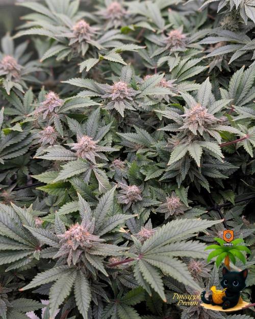 The Dreamy, Pineapple Dream - Catlife420. Week 14 - 1-28
Day 96  
Day 50