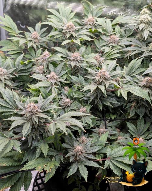 The Dreamy, Pineapple Dream - Catlife420. Week 14 - 1-28
Day 96  
Day 50