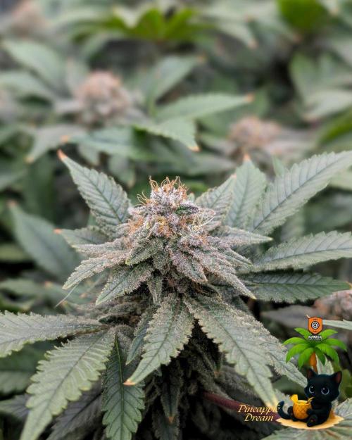 The Dreamy, Pineapple Dream - Catlife420. Week 14 - 1-28
Day 96  
Day 50
