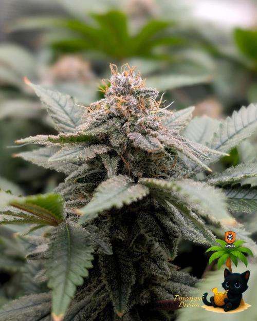 The Dreamy, Pineapple Dream - Catlife420. Week 14 - 1-28
Day 96  
Day 50