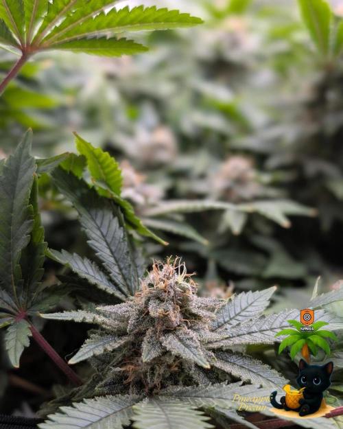 The Dreamy, Pineapple Dream - Catlife420. Week 14 - 1-28
Day 96  
Day 50