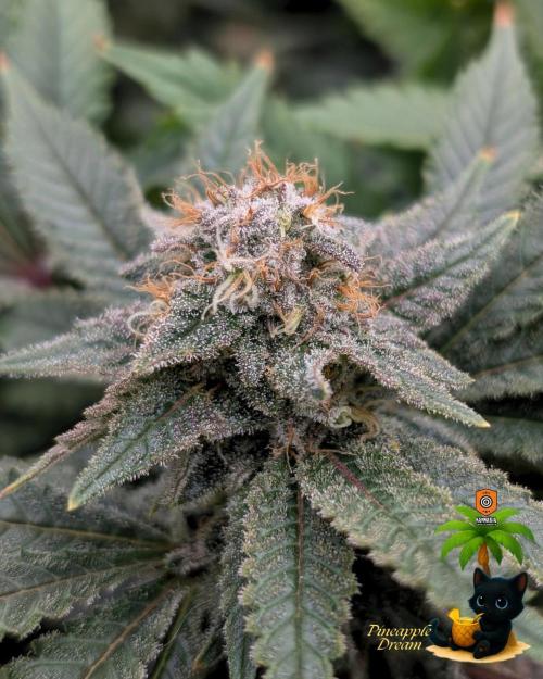 The Dreamy, Pineapple Dream - Catlife420. Week 14 - 1-28
Day 96  
Day 50