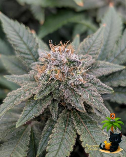 The Dreamy, Pineapple Dream - Catlife420. Week 14 - 1-28
Day 96  
Day 50