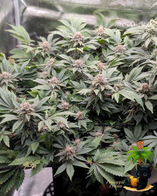 The Dreamy, Pineapple Dream - Catlife420. Week 14 - 1-28
Day 96  
Day 50