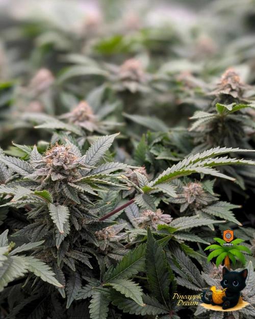 The Dreamy, Pineapple Dream - Catlife420. Week 14 - 1-28
Day 96  
Day 50