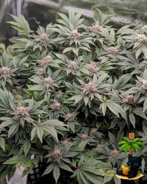 The Dreamy, Pineapple Dream - Catlife420. Week 14 - 1-28
Day 96  
Day 50
