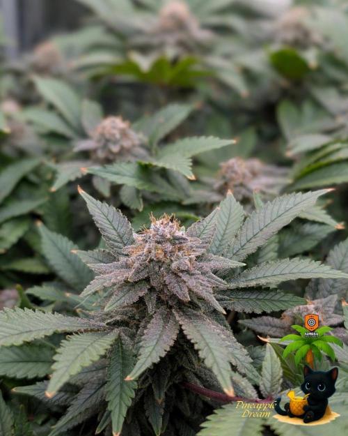 The Dreamy, Pineapple Dream - Catlife420. Week 15 - 2-1  
Day 100  
Day 54