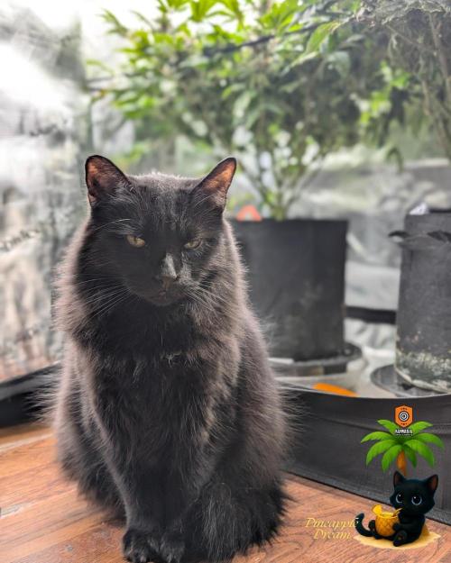 The Dreamy, Pineapple Dream - Catlife420. Week 15 - 2-1  
Day 100  
Day 54
Mr. Popo