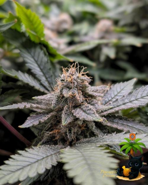 The Dreamy, Pineapple Dream - Catlife420. Week 15 - 2-1  
Day 100  
Day 54