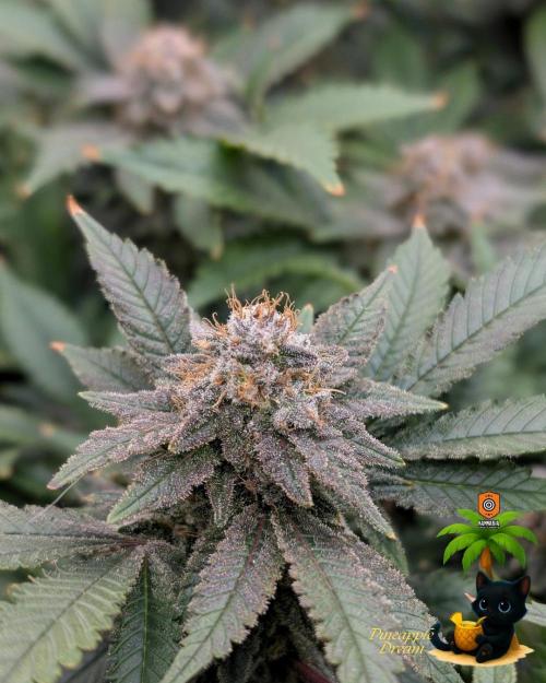 The Dreamy, Pineapple Dream - Catlife420. Week 15 - 2-1  
Day 100  
Day 54
