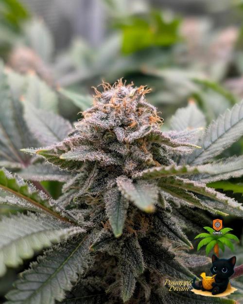 The Dreamy, Pineapple Dream - Catlife420. Week 15 - 2-1  
Day 100  
Day 54