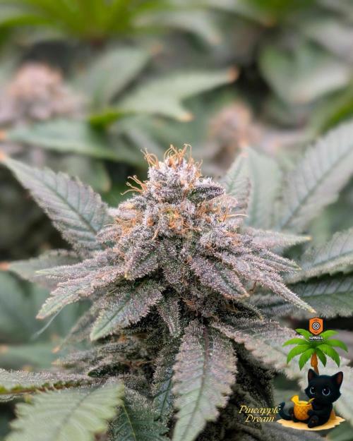 The Dreamy, Pineapple Dream - Catlife420. Week 15 - 2-1  
Day 100  
Day 54
