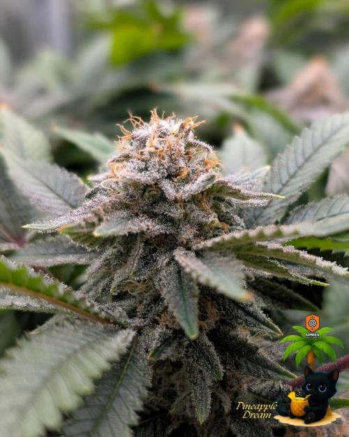 The Dreamy, Pineapple Dream - Catlife420. Week 15 - 2-1  
Day 100  
Day 54