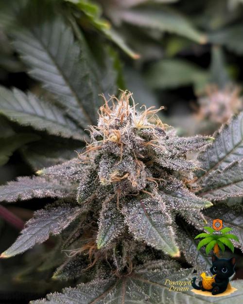 The Dreamy, Pineapple Dream - Catlife420. Week 15 - 2-1  
Day 100  
Day 54