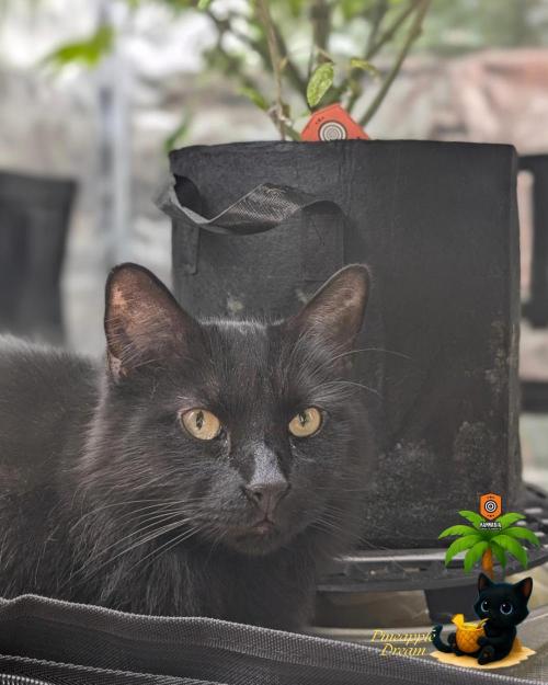 The Dreamy, Pineapple Dream - Catlife420. Week 15 - 2-1  
Day 100  
Day 54
Mr. Popo