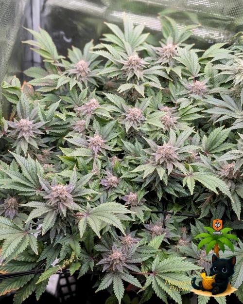 The Dreamy, Pineapple Dream - Catlife420. Week 15 - 2-1  
Day 100  
Day 54