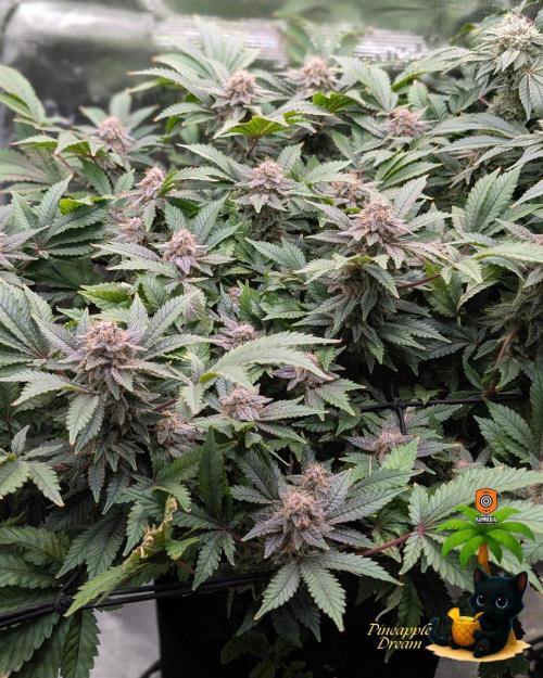 The Dreamy, Pineapple Dream - Catlife420. Week 15 - 2-1  
Day 100  
Day 54