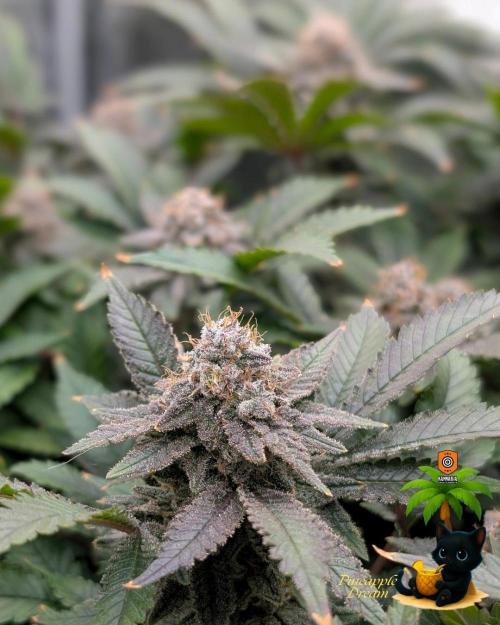The Dreamy, Pineapple Dream - Catlife420. Week 15 - 2-5
Day 104  
Day 58