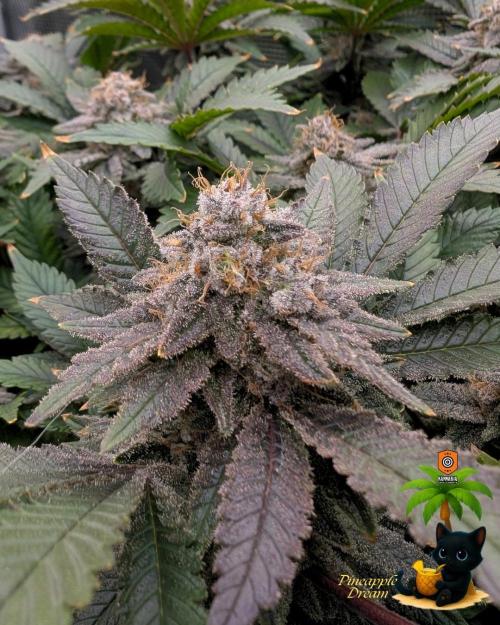 The Dreamy, Pineapple Dream - Catlife420. Week 15 - 2-5
Day 104  
Day 58