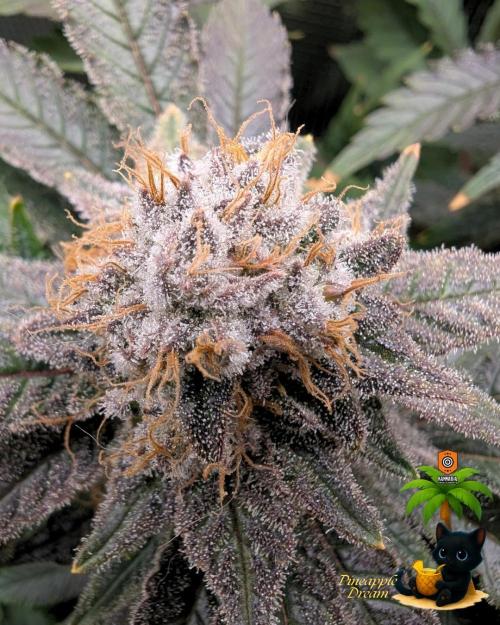 The Dreamy, Pineapple Dream - Catlife420. Week 15 - 2-5
Day 104  
Day 58