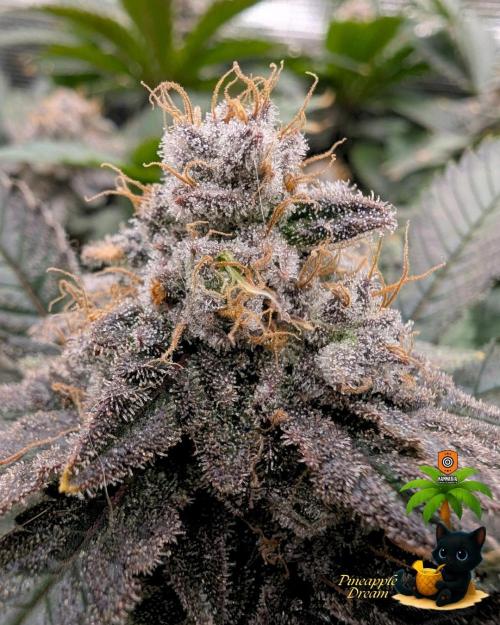 The Dreamy, Pineapple Dream - Catlife420. Week 15 - 2-5
Day 104  
Day 58