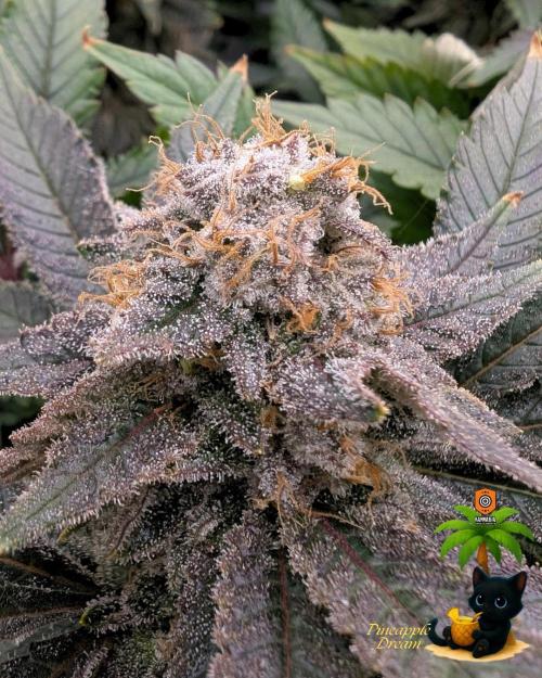 The Dreamy, Pineapple Dream - Catlife420. Week 15 - 2-5
Day 104  
Day 58