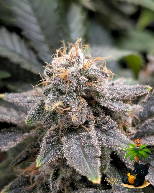 The Dreamy, Pineapple Dream - Catlife420. Week 15 - 2-5
Day 104  
Day 58