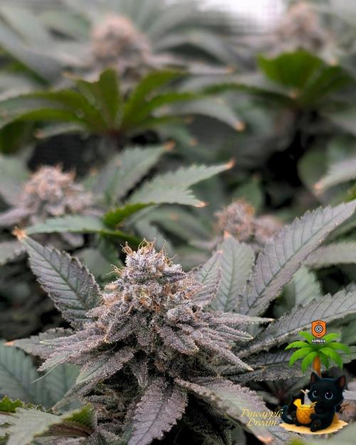 The Dreamy, Pineapple Dream - Catlife420. Week 15 - 2-5
Day 104  
Day 58