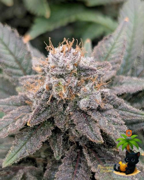 The Dreamy, Pineapple Dream - Catlife420. Week 15 - 2-5
Day 104  
Day 58