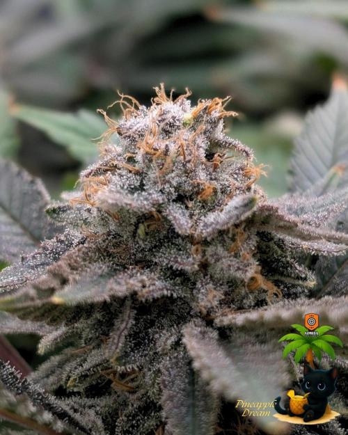 The Dreamy, Pineapple Dream - Catlife420. Week 15 - 2-5
Day 104  
Day 58