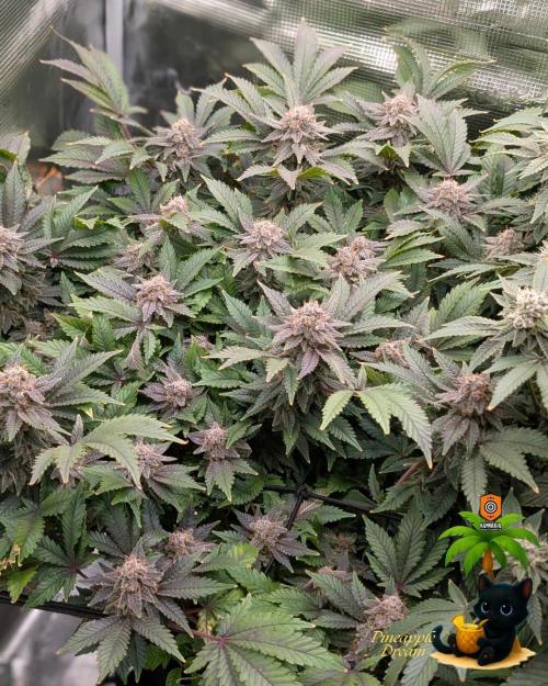 Pineapple Dream. Week 15