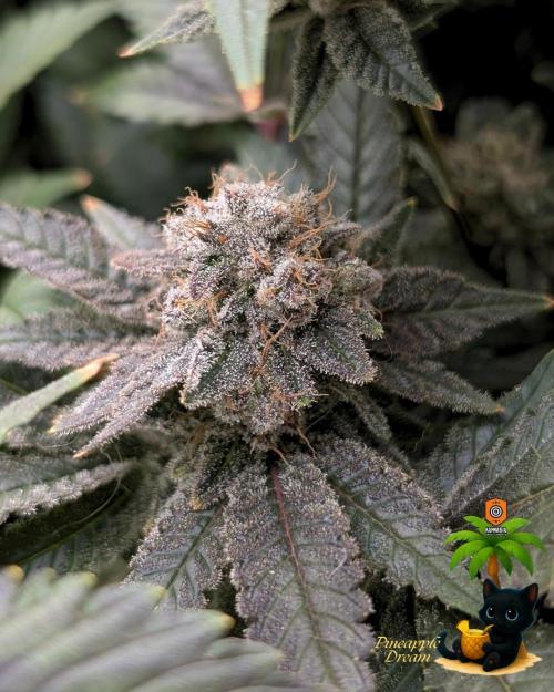 The Dreamy, Pineapple Dream - Catlife420. Week 16 - 2-13  
Day 112  
Day 66