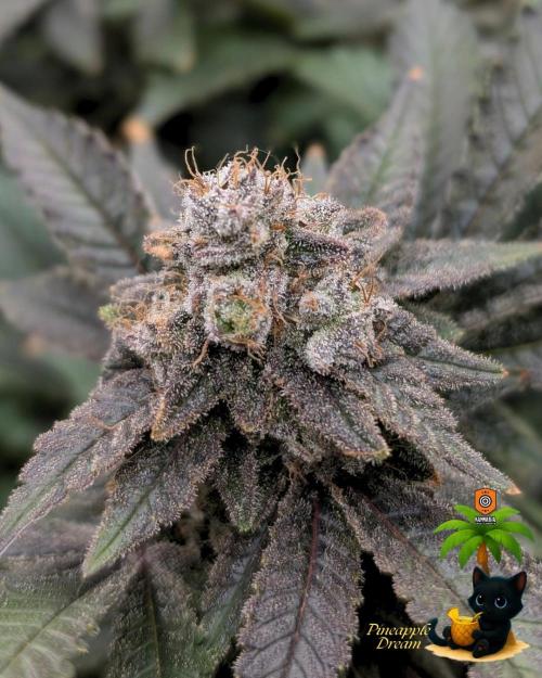 The Dreamy, Pineapple Dream - Catlife420. Week 16 - 2-13  
Day 112  
Day 66