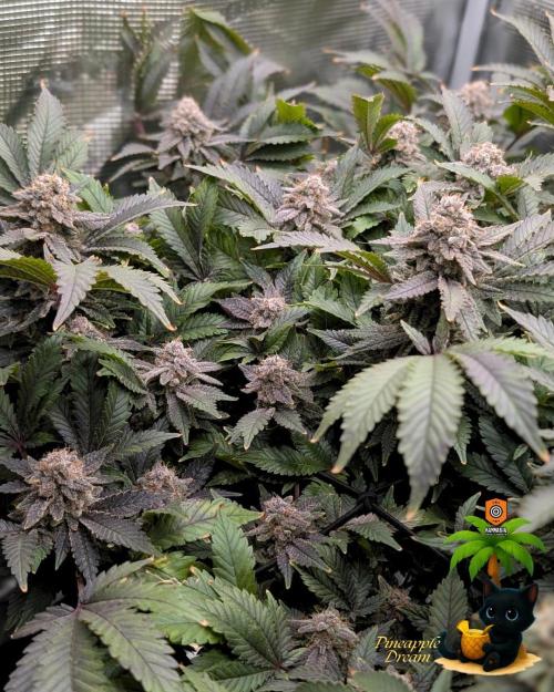 The Dreamy, Pineapple Dream - Catlife420. Week 16 - 2-13  
Day 112  
Day 66